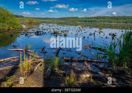 Blakemere Moss, im Herzen des Delamere Forest, Cheshire, Stockfoto