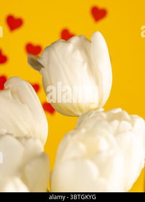 Schöne weiße Tulpen auf gelbem Papier mit roten Herzen, roten Herzen und weißen Tulpenblüten auf gelbem Papier Stockfoto