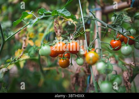 Reife und unreife Kirschtomaten, die auf einer Rebe wachsen, zeigen den Übergang von Grün zu leuchtendem Orange und Rot Stockfoto