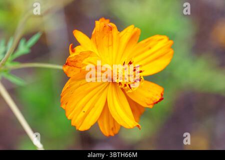 Orange Cosmos Sulphureus Cav Blume blüht Stockfoto