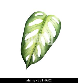 Realistisches Monstera-Blatt. Handgezeichnetes Aquarell leuchtende Grüntöne. Isolierte botanische Illustration auf transparentem Hintergrund. Perfekt für tropische Verhältnisse Stockfoto