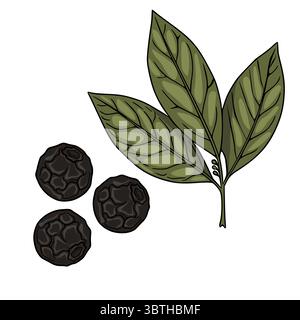 Eine detaillierte Vektor-Illustration von drei schwarzen Pfefferkörnern und einem Zweig von Pfefferblättern, die die komplizierte Textur und natürliche Färbung der s zeigt Stock Vektor