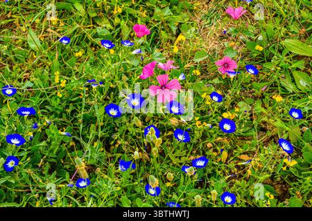 Wildblumen an der archäologischen Stätte von Volubilis - Malve und Zwergvormittagsruhm, Römische Ruinen von Voloubilis, Präfektur Meknès, Fès-Meknès, Marokko Stockfoto