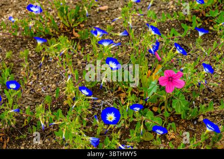 Wildblumen an der archäologischen Stätte von Volubilis - Malve und Zwergvormittagsruhm, Römische Ruinen von Voloubilis, Präfektur Meknès, Fès-Meknès, Marokko Stockfoto