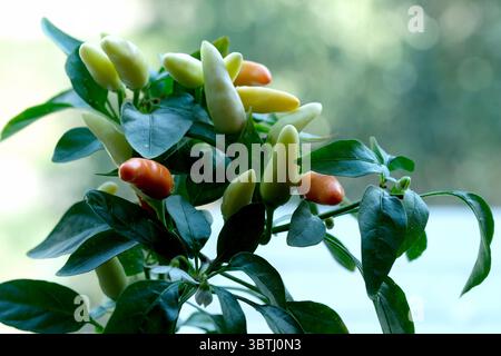 Grüne und orangene Paprika wachsen auf einer Pflanze. Stockfoto