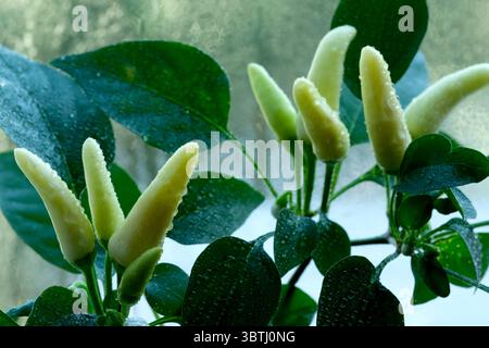 Eine Pfefferpflanze mit mehreren grünen Paprika wächst in einem Fenster, Wassertropfen auf den Blättern. Stockfoto