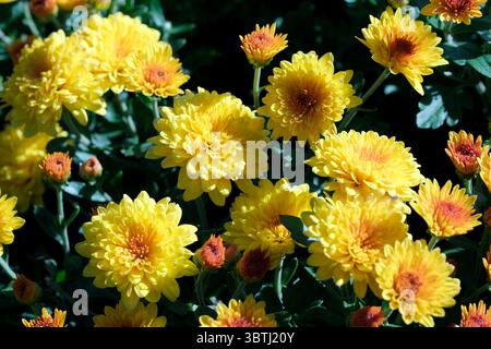 Leuchtend gelbe Blüten blühen fröhlich in der frischen Herbstluft. Stockfoto