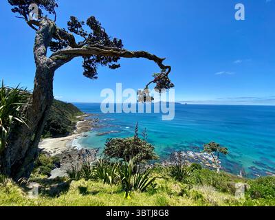 Malerische Aussicht vom Mangawhai Cliff Walk auf Neuseelands Nordinsel mit knorrigem Küstenbaum, türkisfarbenem Meer und felsiger Küste. Stockfoto