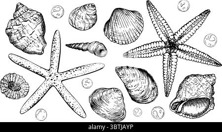 Eine Reihe detaillierter Schwarzweiß-Vektorabbildungen. Verschiedene Muscheln, zwei Seesterne und kleine Blasen. Diese Kollektion im maritimen Stil ist ideal für Stock Vektor