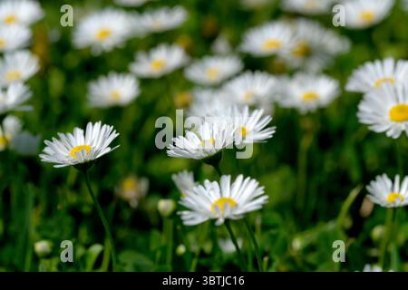 Wunderschöne Blumenpflanzen Bild blühende Gänseblümchen aus nächster Nähe an einem hellen Sommertag Stockfoto