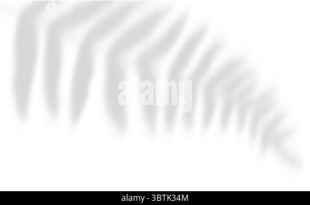 Realistischer Palmblattschattenüberlagerungseffekt isoliert auf weißem Hintergrund, natürlicher Schatten des tropischen Palmenzweigs. Mockup von transparentem Schatten für Produ Stock Vektor