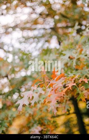 Leuchtend rote und orangene Blätter tauchen im Herbst in einem ruhigen Park inmitten üppig grüner Blätter auf. Stockfoto