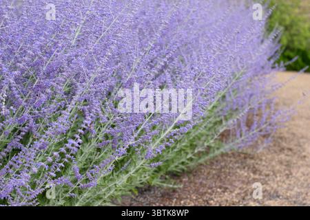 Perowskia Blue Spire, russischer Salbei, salvieblaue aufrechte Blumen im Juli. UK Stockfoto