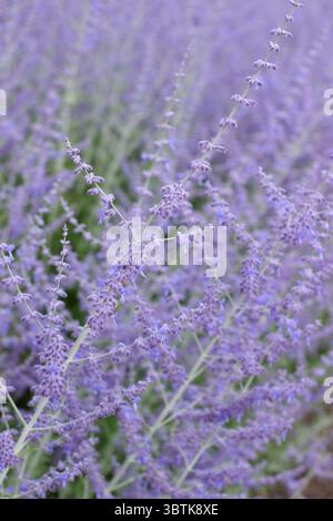 Perowskia Blue Spire, russischer Salbei, salvieblaue aufrechte Blumen im Juli. UK Stockfoto