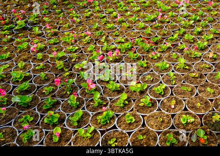Hunderte von Blumensämlingen, meist Begonien, wachsen in ordentlichen Reihen in einer Gärtnerei, mit rosa Blüten beginnen zu blühen Stockfoto
