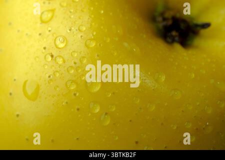 Gelber reifer Apfel mit Tautropfen auf der Schale, Nahaufnahme, abstraktes Kunstbild, Makro Stockfoto