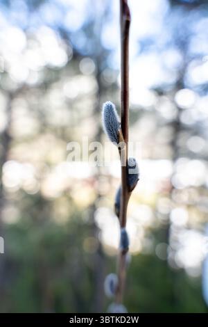 Soft Fuzzy Willow Catkins on Branch in der frühen Frühjahrs-Nahaufnahme Stockfoto
