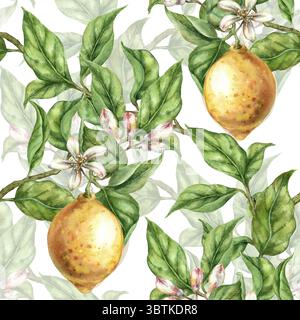 Aquarell nahtlose Hintergrund Zitronen auf einem Zweig mit Blättern und Blumen ganze Früchte auf weißem handgemachten nassen transparenten Textureffekt Stockfoto