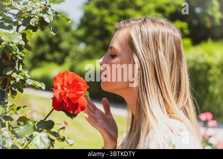 Blonde Frau genießt den Duft einer blühenden roten Rose im Garten Stockfoto