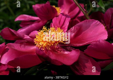 Rote Pfingstrose blüht Nahaufnahme Makrofotografie floraler heller floraler Hintergrund Stockfoto