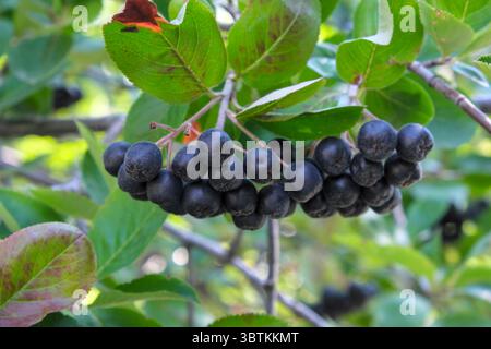 Apfelbeeren in Clustern auf einem Zweig an einem sonnigen Sommertag Nahaufnahme Stockfoto