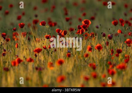 Ein Feld voller roter Mohn, Mohn oder flandernmohn (Papaver rhoeas), das im ungarischen Kiskunsagi-Nationalpark gefunden wird Stockfoto