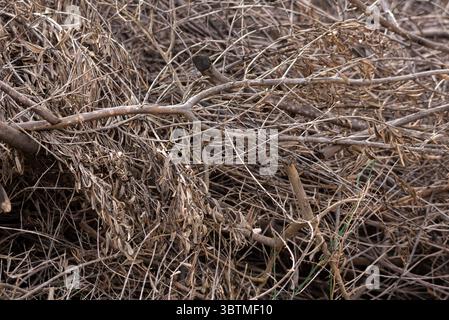 Tauchen Sie ein in die Essenz der traditionellen mediterranen Landwirtschaft mit einer malerischen Szene mit einer Gruppe von Olivenzweigen, die mit Witz verziert sind Stockfoto
