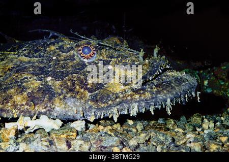 Europäischer Angler (Lophius piscatorius). Aquariumphoto. Stockfoto