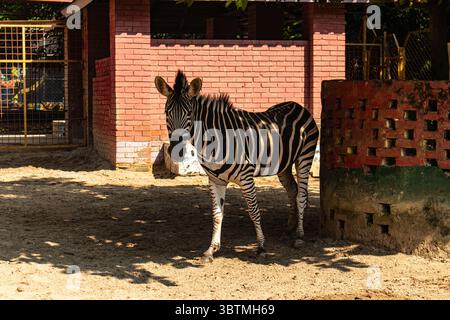 Ein Zebra steht anmutig im Schatten des Chattogram Zoo. Stockfoto