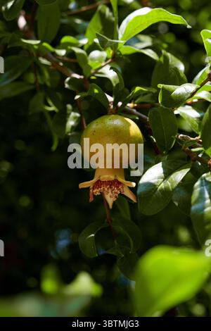 Ein unreifer Granatapfel auf einem Ast. Italien. Stockfoto