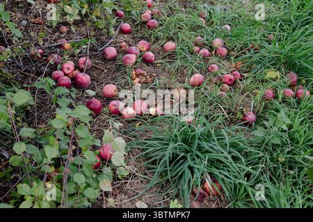 Gefallene rote Äpfel liegen zwischen grünem Gras in einem Obstgarten und markieren damit das Ende der Erntezeit. Stockfoto
