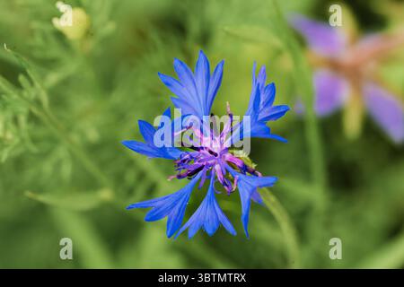 Flora Blume Sommer Frühling Nahaufnahme Stockfoto