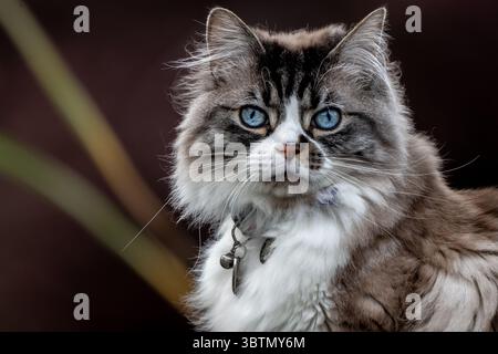 Nahaufnahme einer flauschigen zweifarbigen Ragdoll-Katze mit blauen Augen mit Kragen Stockfoto