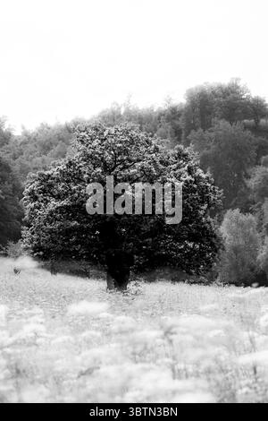 Ein ruhiges monochromes Bild eines einsamen Baumes auf einer Wildblumenwiese, umgeben von nebeligen Waldhügeln. Perfekt für Natur, konzeptuelle und schöne Kunst. Stockfoto