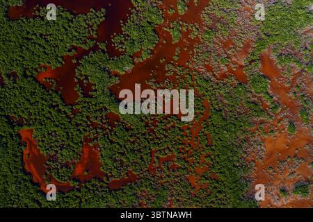 Aus der Vogelperspektive schlängelt sich das rostfarbene Wasser durch einen dichten Wandteppich aus grünen Mangrovenwäldern und schafft einen atemberaubenden Kontrast aus Farbtönen und Texturen, Me Stockfoto