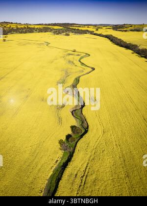 Aus der Vogelperspektive eines serpentinen Flusses, der sich durch ein pulsierendes, goldenes Rapsfeld unter einem klaren azurblauen Himmel schlängelt und einen beeindruckenden Kontrast schafft: Western Australia, Western Australia, Australia. Stockfoto