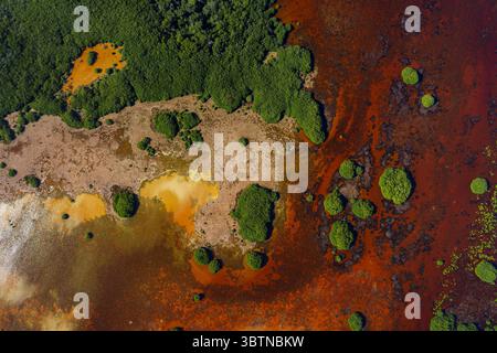 Aus der Vogelperspektive schwirren rostfarbene Gewässer um lebendige grüne Mangroven und schaffen einen atemberaubenden Kontrast von Texturen und Tönen, Merida, Yucatan, Mexiko. Stockfoto