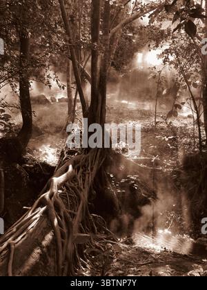Sepia-getönte nebelige Waldszene mit großen Baumwurzeln und Morgennebel an heißen Quellen im Norden Thailands Stockfoto