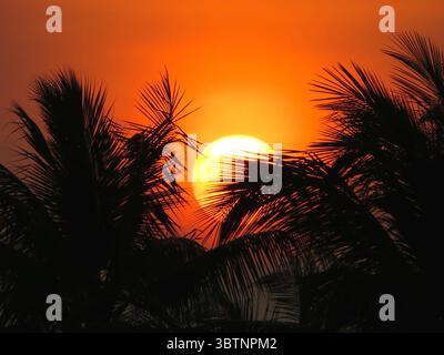 Die Sonne untergeht hinter den zarten Palmenweden auf Koh Phangan, atemberaubende Orange- und Rottöne – ein magischer Moment der Ruhe und tropischen Schönheit Stockfoto