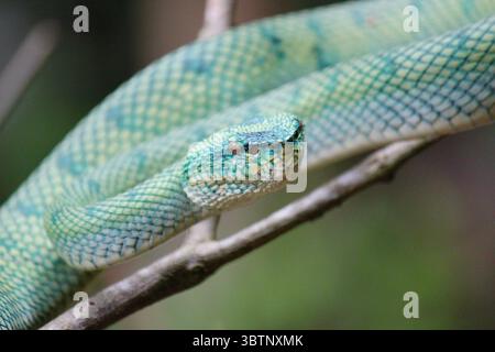 Leuchtend grün und blau gewickelte Grubenviper auf einem Ast im Dschungel von Bornea, dessen Kopf scharfkantig vor einem weichen natürlichen Hintergrund steht Stockfoto