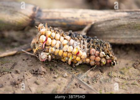 Verrotteter Maiskolben auf Einem ernteten Feld, Sprossen aus Samen, kultivierte Landwirtschaftspflanzen für die Ernährung, Ackerland auf dem Land Stockfoto