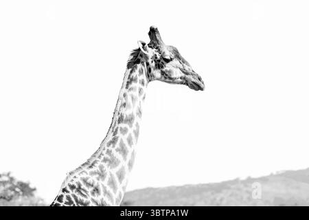 Ein Schwarzweiß-Porträt einer erwachsenen Giraffe, aufgenommen in der Wildnis. Stockfoto