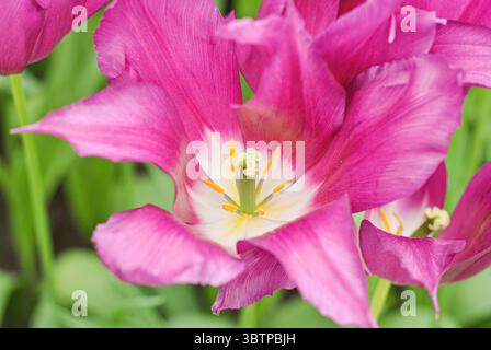 Nahaufnahme einer blühenden rosa Tulpenblüte mit weißem und gelbem Zentrum. Stockfoto