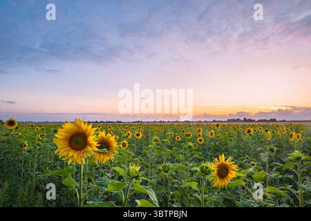 Sonnenblumen (Helianthus annuum) auf einem Ackerfeld während Sonnenuntergang Stockfoto