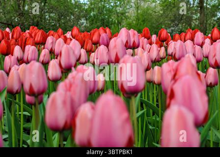 Rosafarbenes und rotes Tulpenfeld, das im Frühlingsgarten blüht. Stockfoto