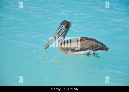 Brauner Pelikan schwimmt an einem sonnigen Tag auf türkisfarbenem Meerwasser. Seitenansicht des Vogels in ruhigem, klarem Meer. Stockfoto