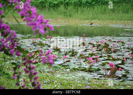 Rosafarbene Seerosen blühen auf einem ruhigen grünen Teich, mit magentafarbenen Blüten im Vordergrund, die eine traumhafte, natürliche Szene schaffen. Stockfoto