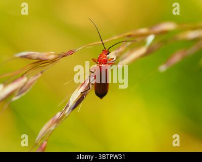 Nahaufnahme des Roten Käfers auf Grasstamm in natürlichem grünem Hintergrund Stockfoto