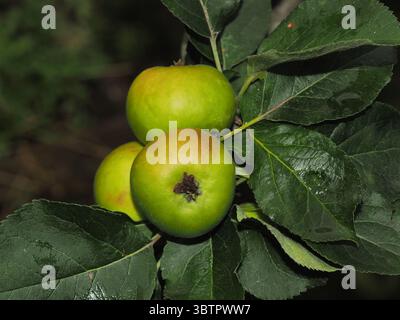 Reife grüne Äpfel wachsen auf einem Baumzweig mit üppig grünen Blättern Stockfoto