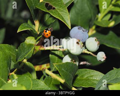 Cluster unreifer Heidelbeeren auf einem Zweig im Nahaufnahme mit einem Marienkäfer Stockfoto